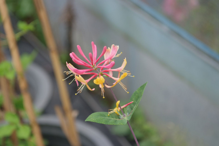 붉은인동 - Honey suckle, Lonicera periclymenum L.