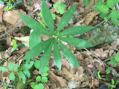 하늘말나리 사진 - Lilium tsingtawense Photos
