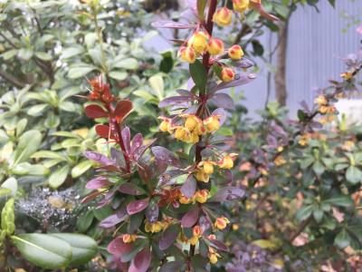 매발톱나무 사진 - Berberis amurensis Rupr. var. amurensis Photos