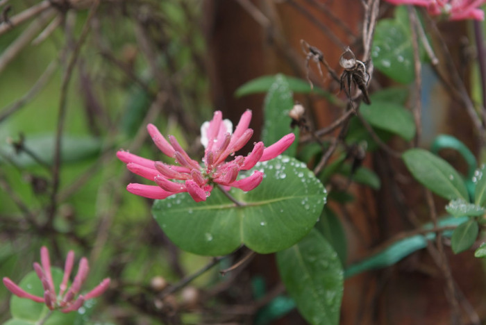 붉은인동 - Honey suckle, Lonicera periclymenum L.