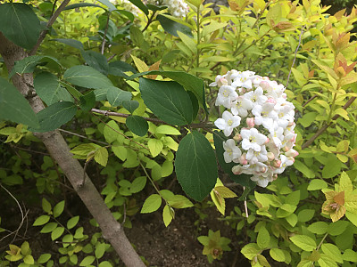 분꽃나무 사진 - Viburnum carlesii Hemsl. Photos