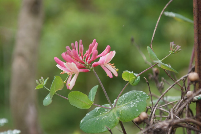 붉은인동 - Honey suckle, Lonicera periclymenum L.