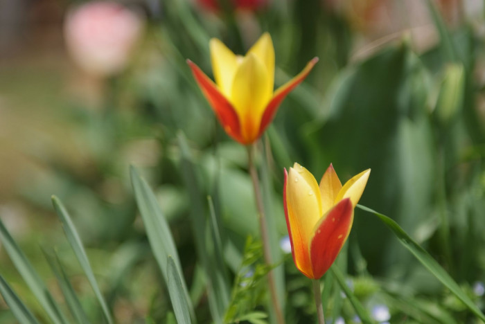 튤립 - Tulip, Tulipa gesneriana
