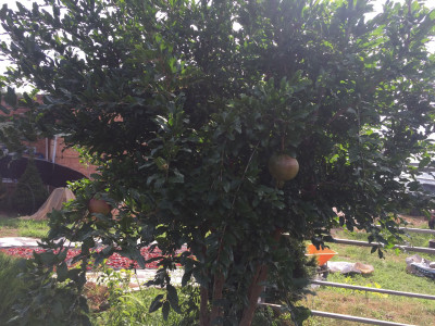 석류나무 사진 - Punica granatum L. Photos