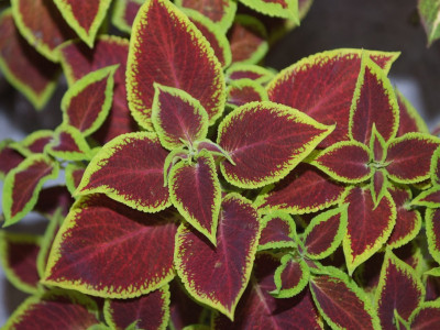 콜레우스 사진 - Plectranthus scutellarioides Photos