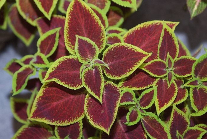 콜레우스 - Coleus blumei, Plectranthus scutellarioides