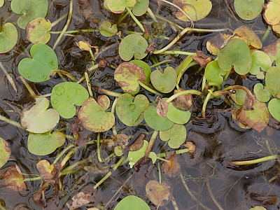 자라풀 사진 - Hydrocharis dubia (Blume) Backer Photos
