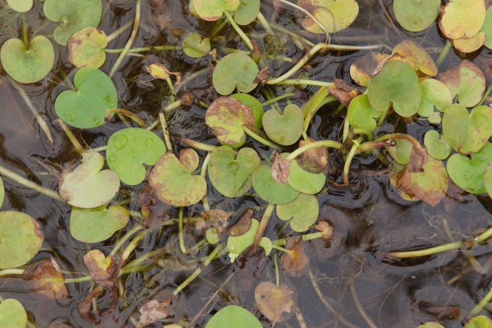 자라풀 - Hydrocharis dubia (Blume) Backer