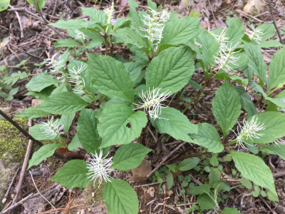 홀아비꽃대 사진 - Chloranthus japonicus Photos