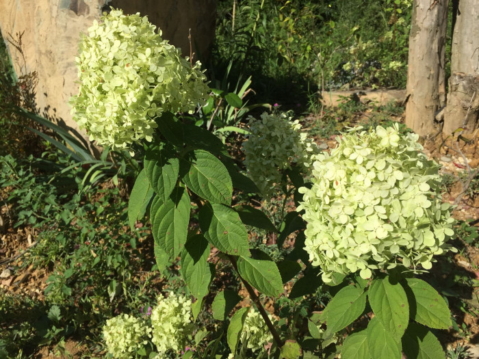 나무수국 - 스노우볼, Hydrangea paniculata Siebold for. paniculata