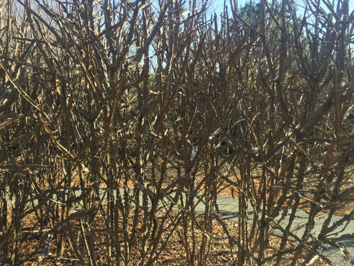 화살나무 - Burning Bush, Euonymus alatus (Thunb.) Siebold