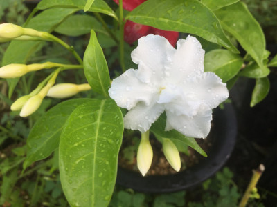 크레이프 자스민 사진 - Tabernaemontana divaricata Photos