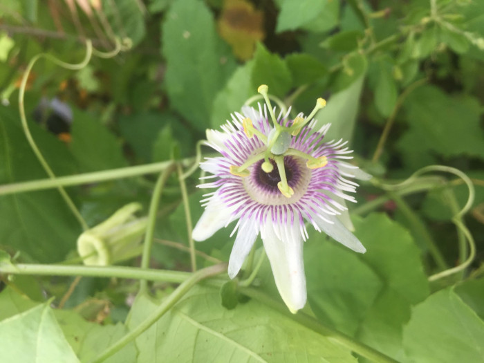 시계초 - passion flower, Passiflora caerulea