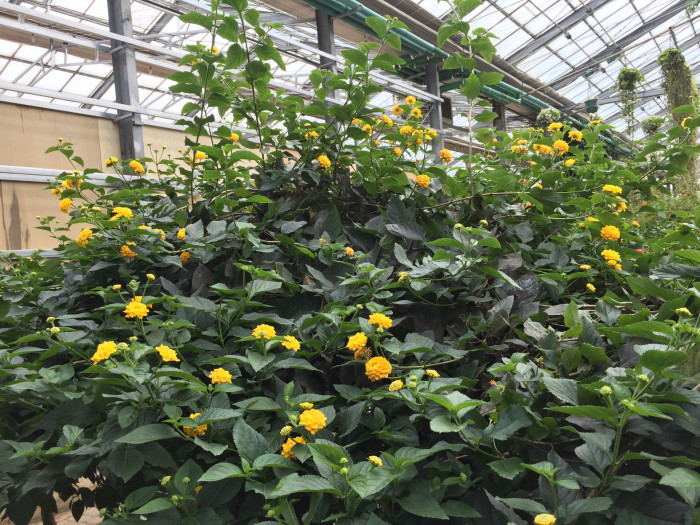 란타나 - Spanish Flag, West Indian Lantana, Lantana camara