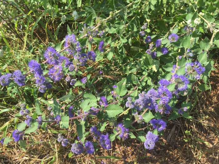 층꽃나무 - Bluebeard, Caryopteris incana (Thunb.) Miq.