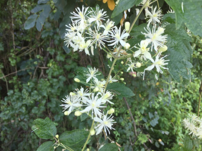 할미밀망 사진 - Clmatis trichotoma Photos