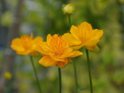 큰금매화 사진 - Trollius macropetalus (Regel) F.Schmidt Photos