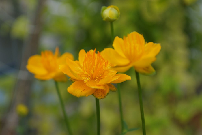 큰금매화 - Trollius macropetalus (Regel) F.Schmidt