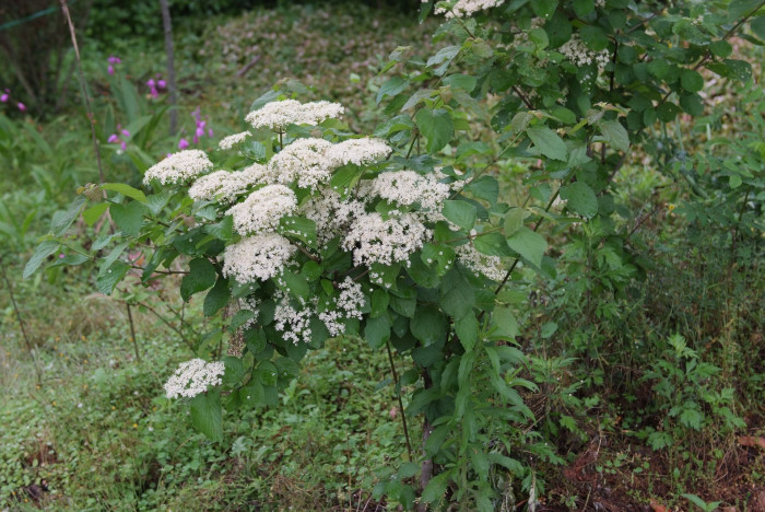 덜꿩나무 - Viburnum erosum Thunb.