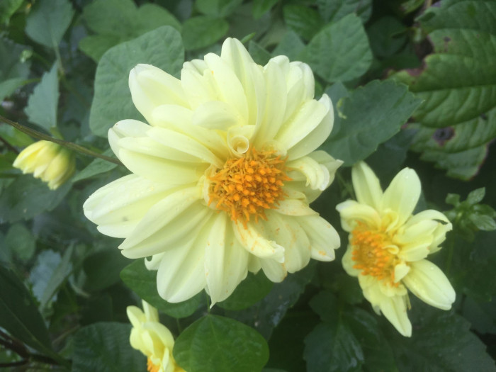 다알리아 - YELLOw BAIRD, Dahlia pinnata Cav.