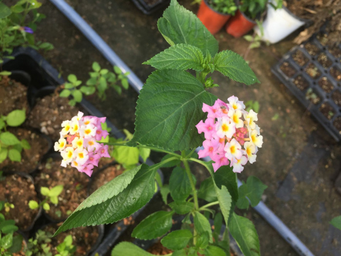 란타나 - Spanish Flag, West Indian Lantana, Lantana camara