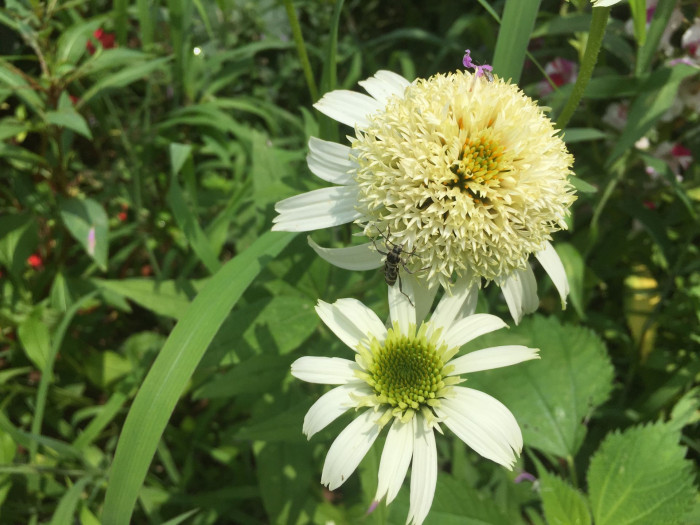 에키네시아 - eastern purple coneflower, hedgehog coneflower, purple coneflower, Echinacea purpurea