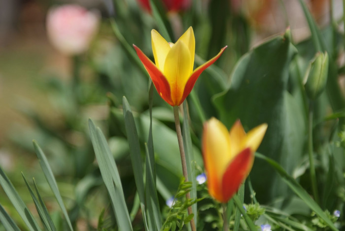 튤립 - Tulip, Tulipa gesneriana