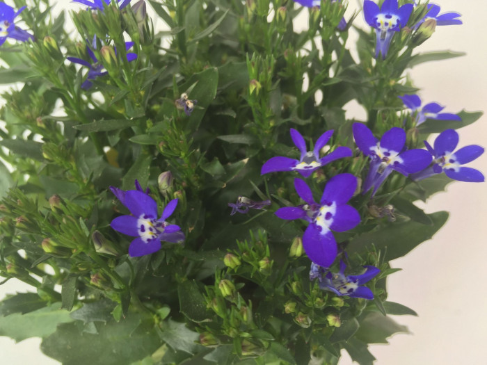 로벨리아 - lobelia, Lobelia erinus