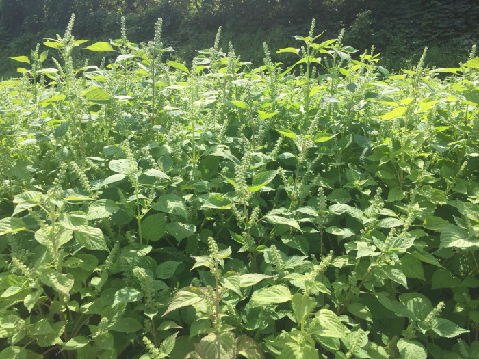 들깨 - Perilla frutescens (L.) Britton