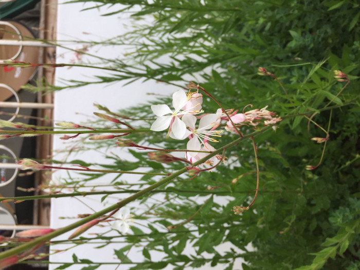바늘꽃 - ㅈㅜㄹ기의 트깆, Epilobium pyrricholophum Franch. & Sav.
