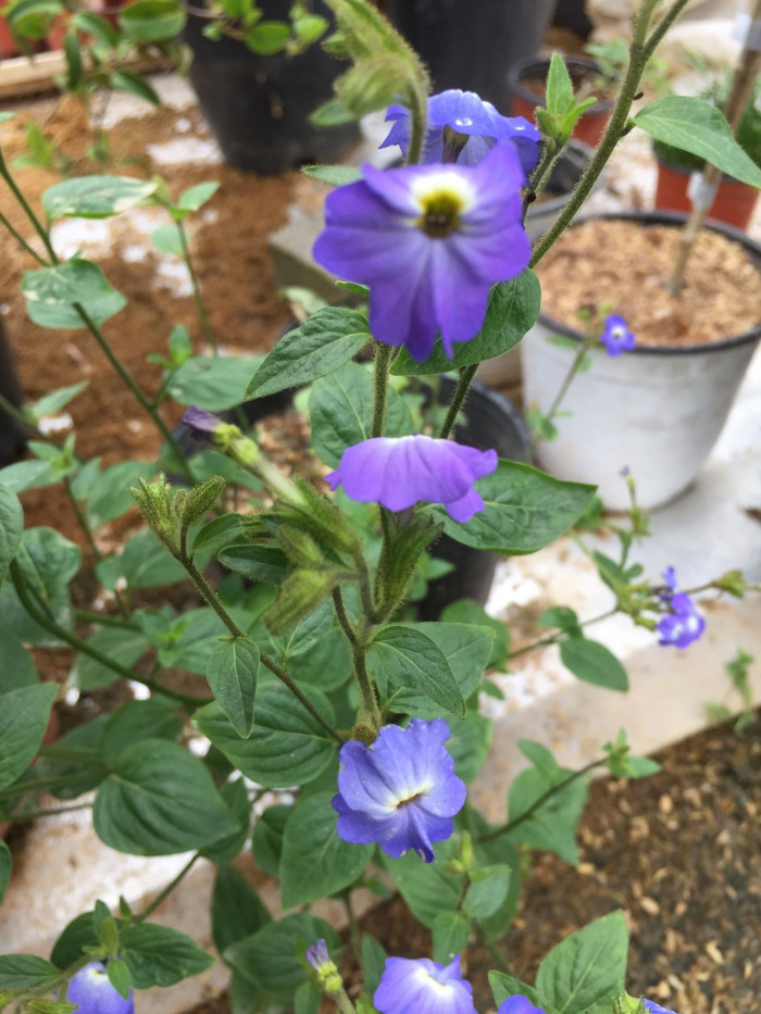 브로왈리아 - Amethyst Flower, Browallia spp.