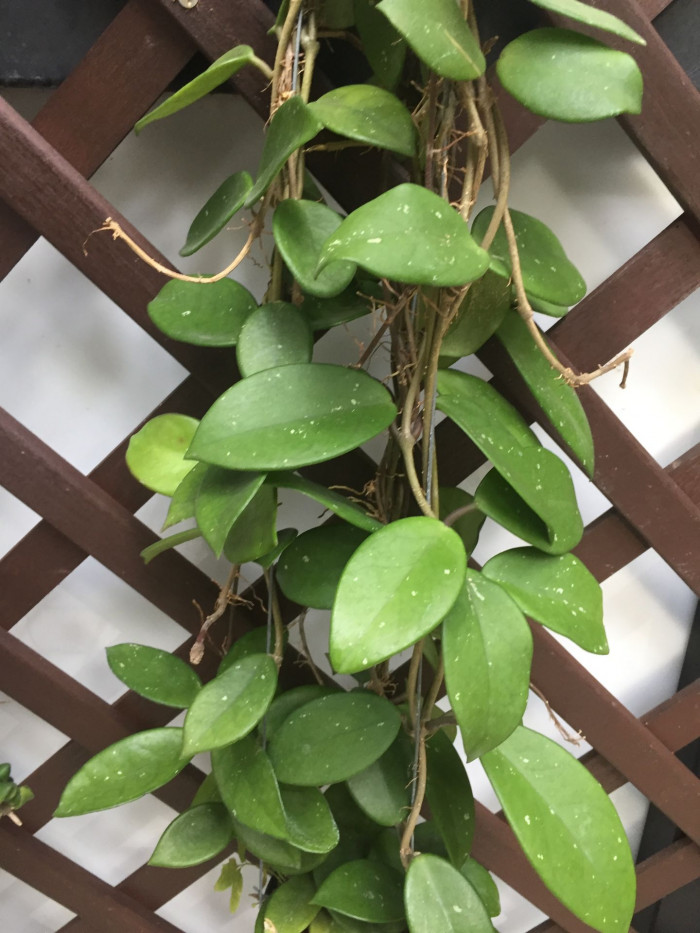호야꽃 - Waxplant, Hoya, Hoya carnosa