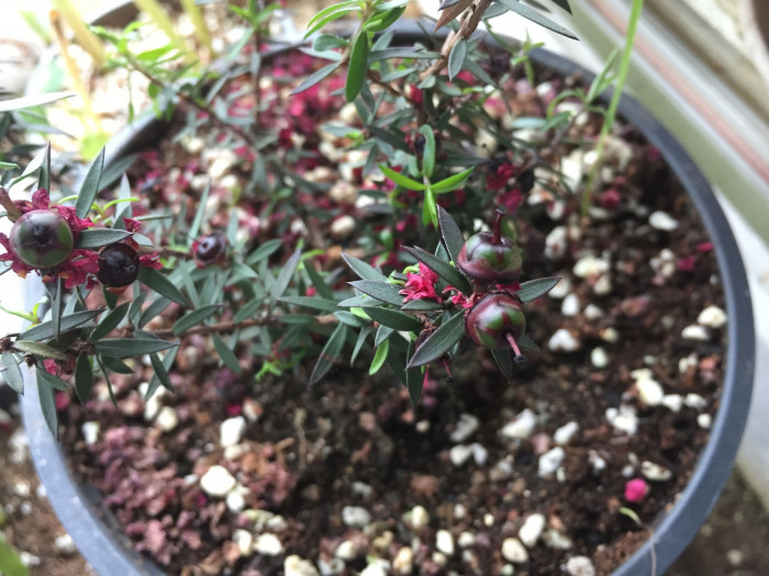 호주매화 - manuka, manuka myrtle, Tea tree, Leptospermum scoparium