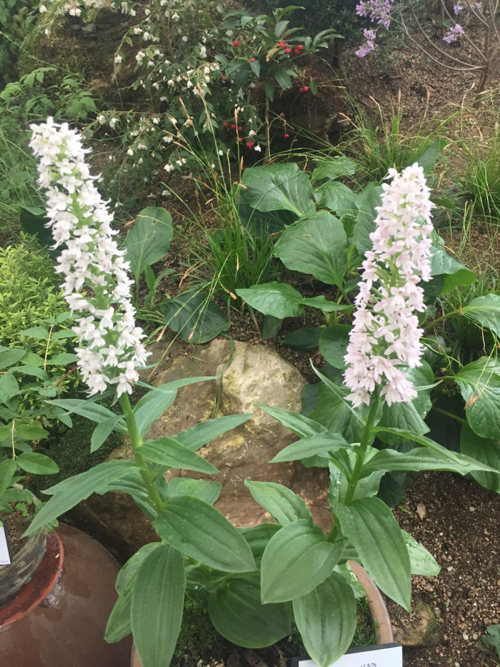 주름제비란 - Gymnadenia camtschatica (Cham.) Miyabe & Kudo