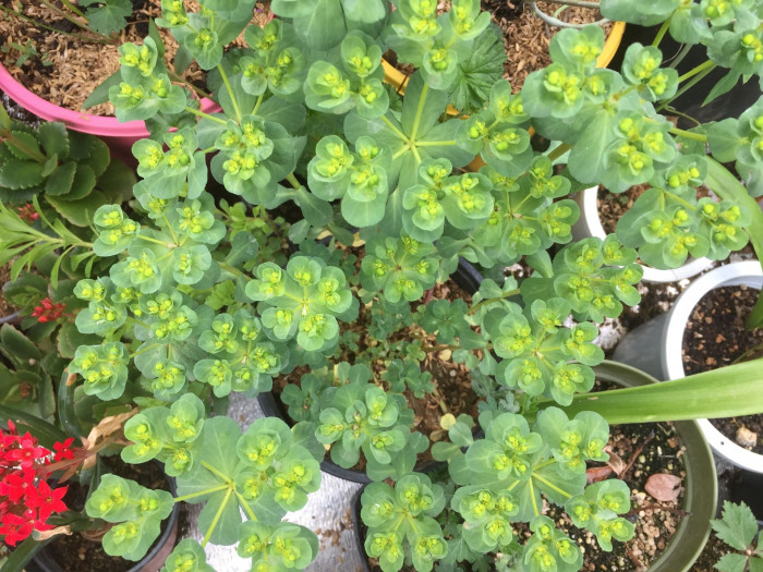 등대풀 - Euphorbia helioscopia L.