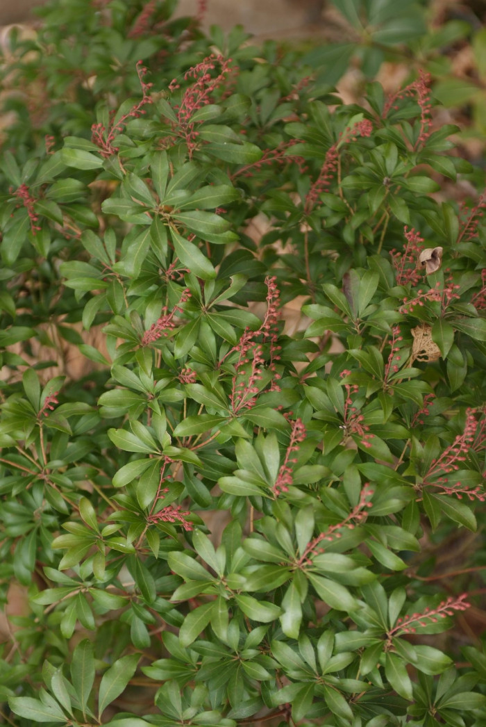 마취목 - Japanese andromeda, Japanese pieris,Dwarf Lilly-of-the-Valley Shrub, Pieris japonica