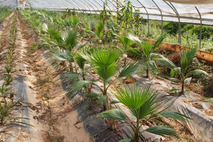 워싱턴야자 - Washington palm, California Fan Palm, Washingtonia filifera