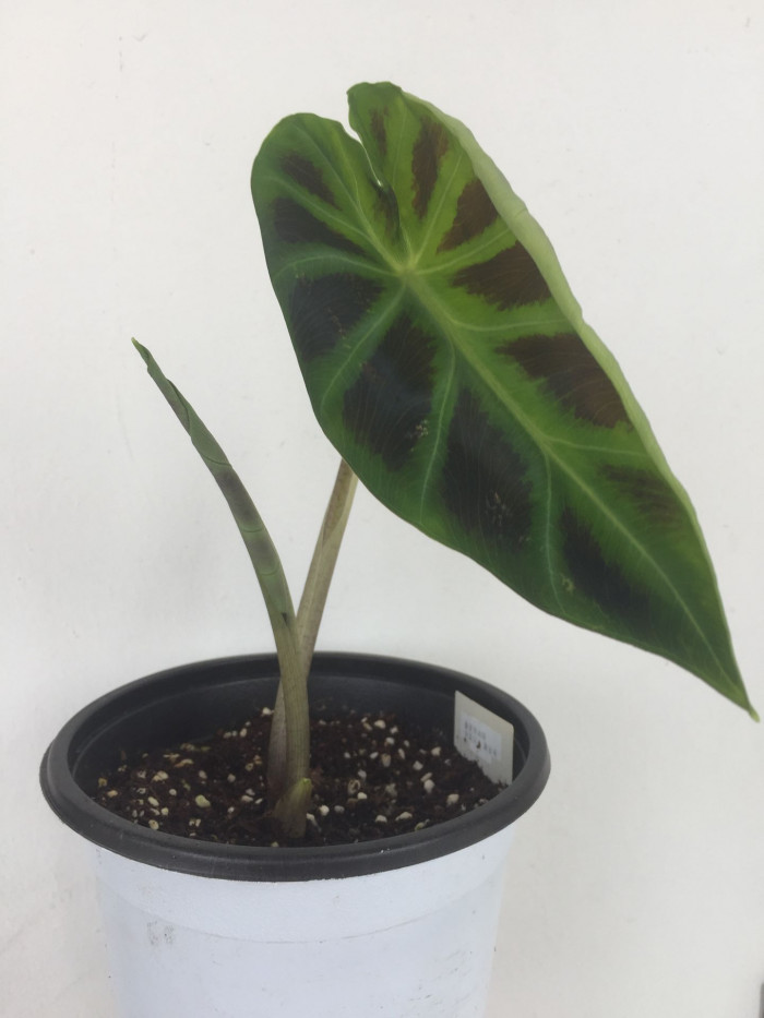 콜로카시아 아피니스 제닝시  - Dwarf Elephant Ear, Colocasia affinis 
