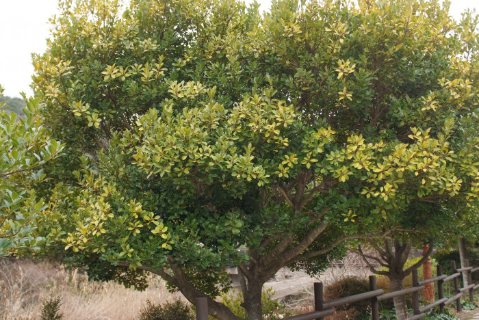 감탕나무 - Ilex integra Thunb.