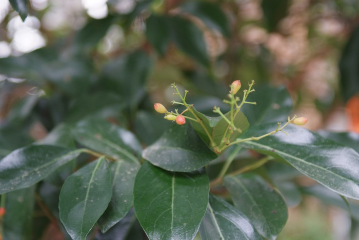 아왜나무 - Japanese Viburnum, Viburnum odoratissimum Ker Gawl. var. awabuki (K. Koch) Zabel ex Rumpler