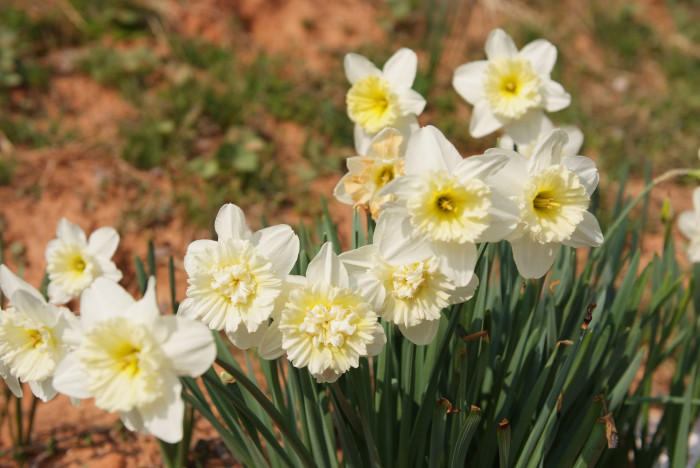 수선화 - daffodil, Narcissus tazetta var. chinensis