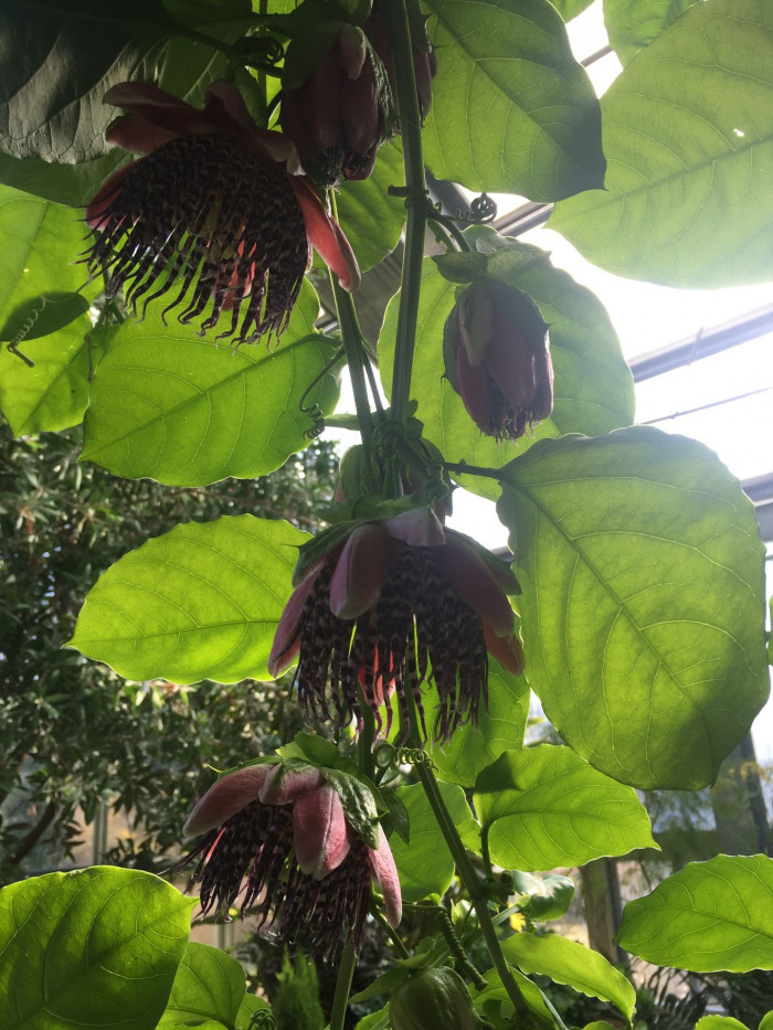 시계초 - passion flower, Passiflora caerulea