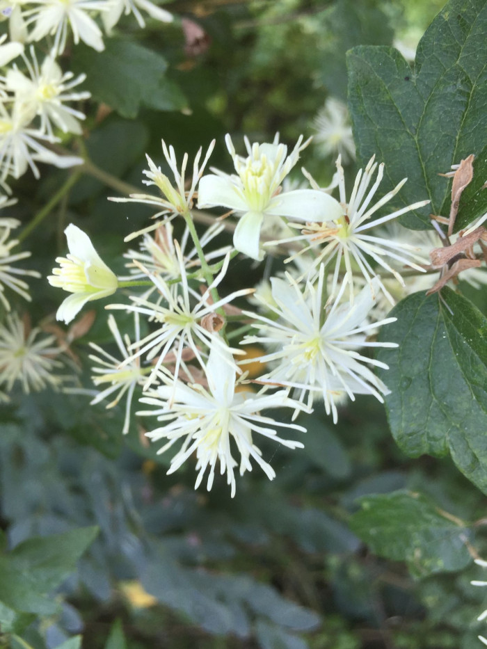 할미밀망 - Clmatis trichotoma