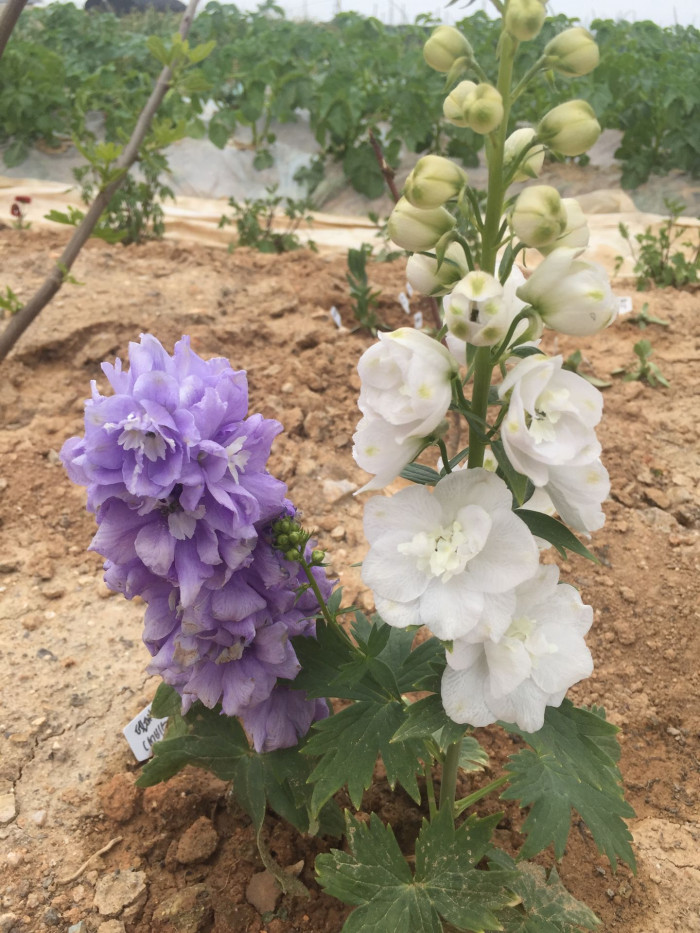 델피늄 - ajacis Earl Grey, Delphinium