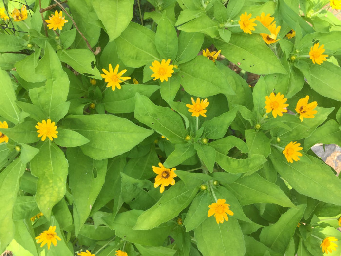 멜란포디움 - Medallion plant, Butter Daisy, Star Daisy, Gold Medallion Flower, Melampodium paludosum