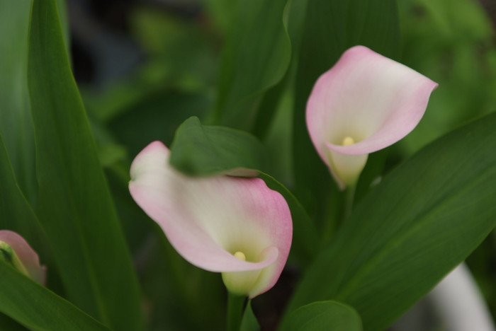 칼라 - calla, Zantedeschia aethiopica