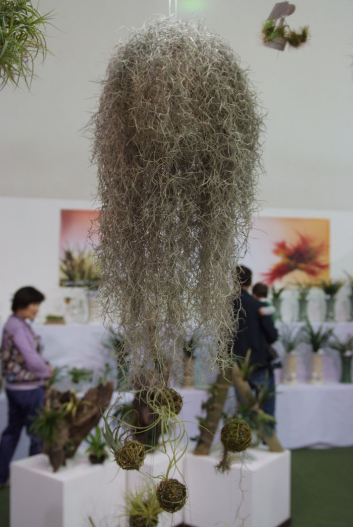 틸란디시아 - Tillandsia bergeri