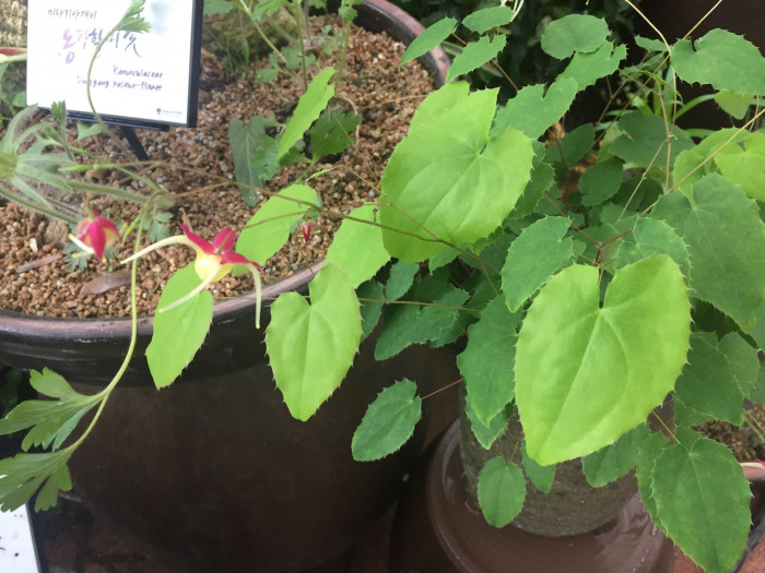 삼지구엽초 - Epimedium koreanum Nakai