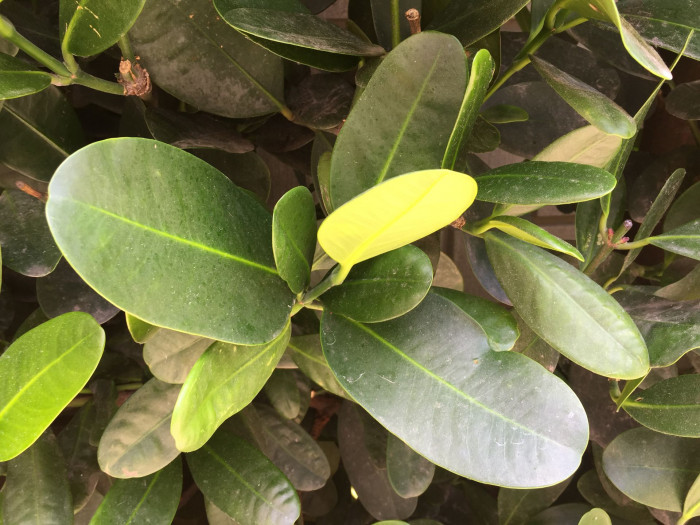 크루시아 로세아 - Autograph Tree, Clusia rosea