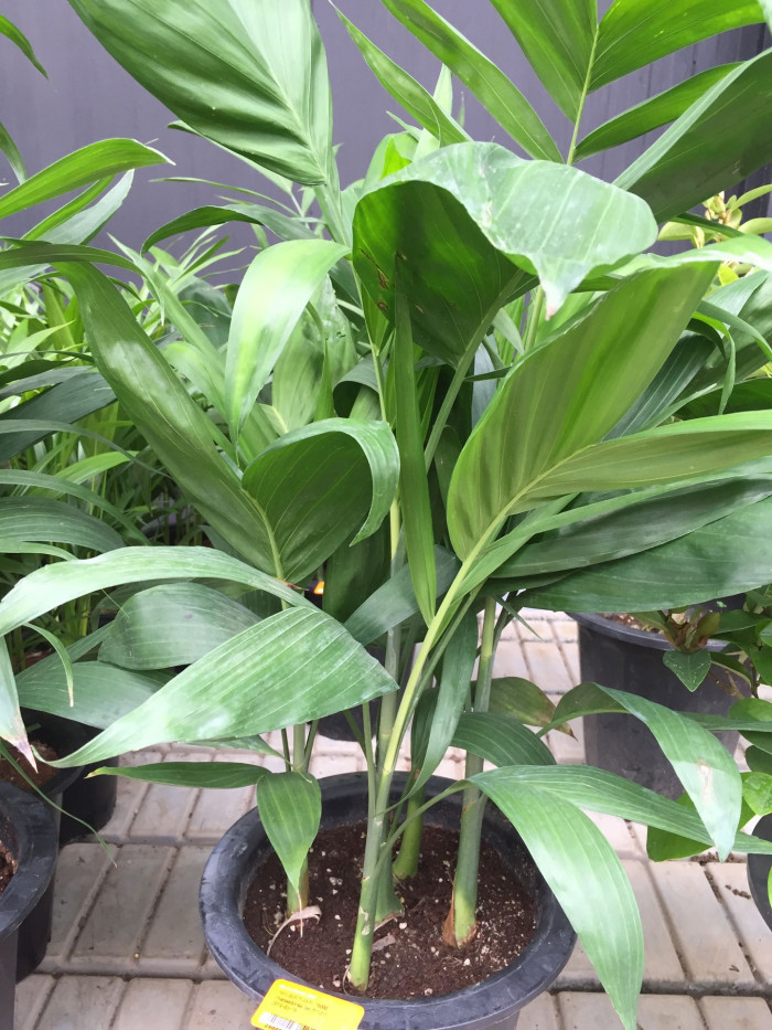 대나무야자 - Reed palm, Bamboo palm, Chamaedorea seifrizii Burret